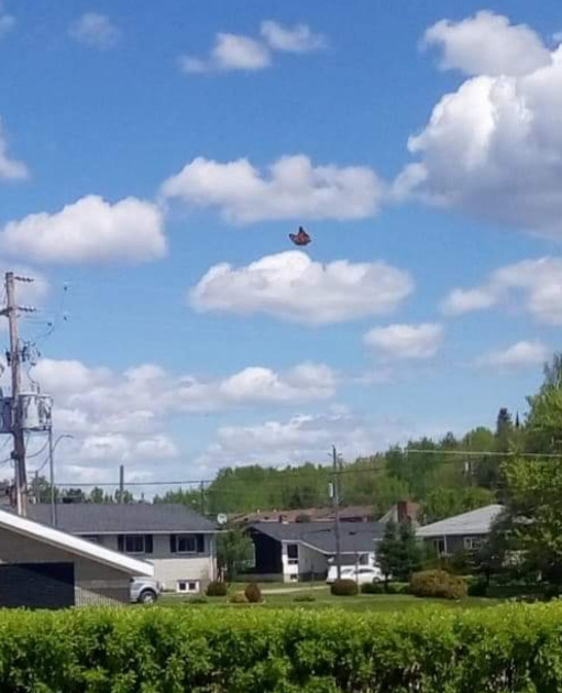 butterfly flying